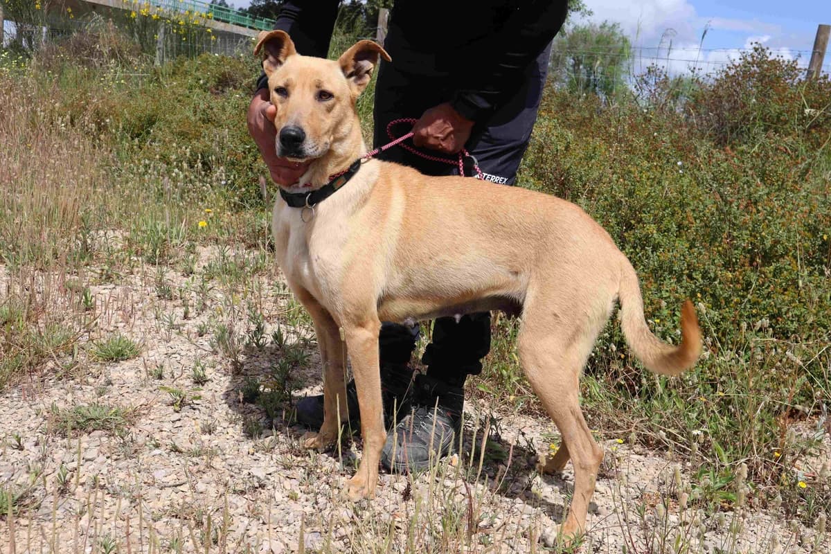 NELIA, Mixed Breed (O Cantinho da Milu)
