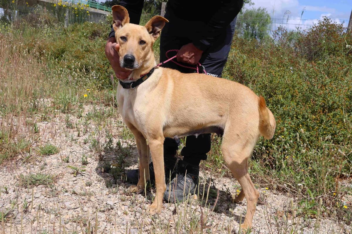 NELIA, Creme female 5yo Mixed Breed for adoption at O Cantinho da Milu, Lisbon