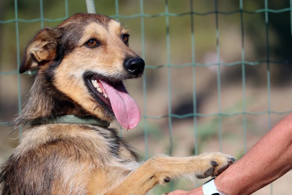 Filipe, male Mixed Breed for adoption at Bianca APS