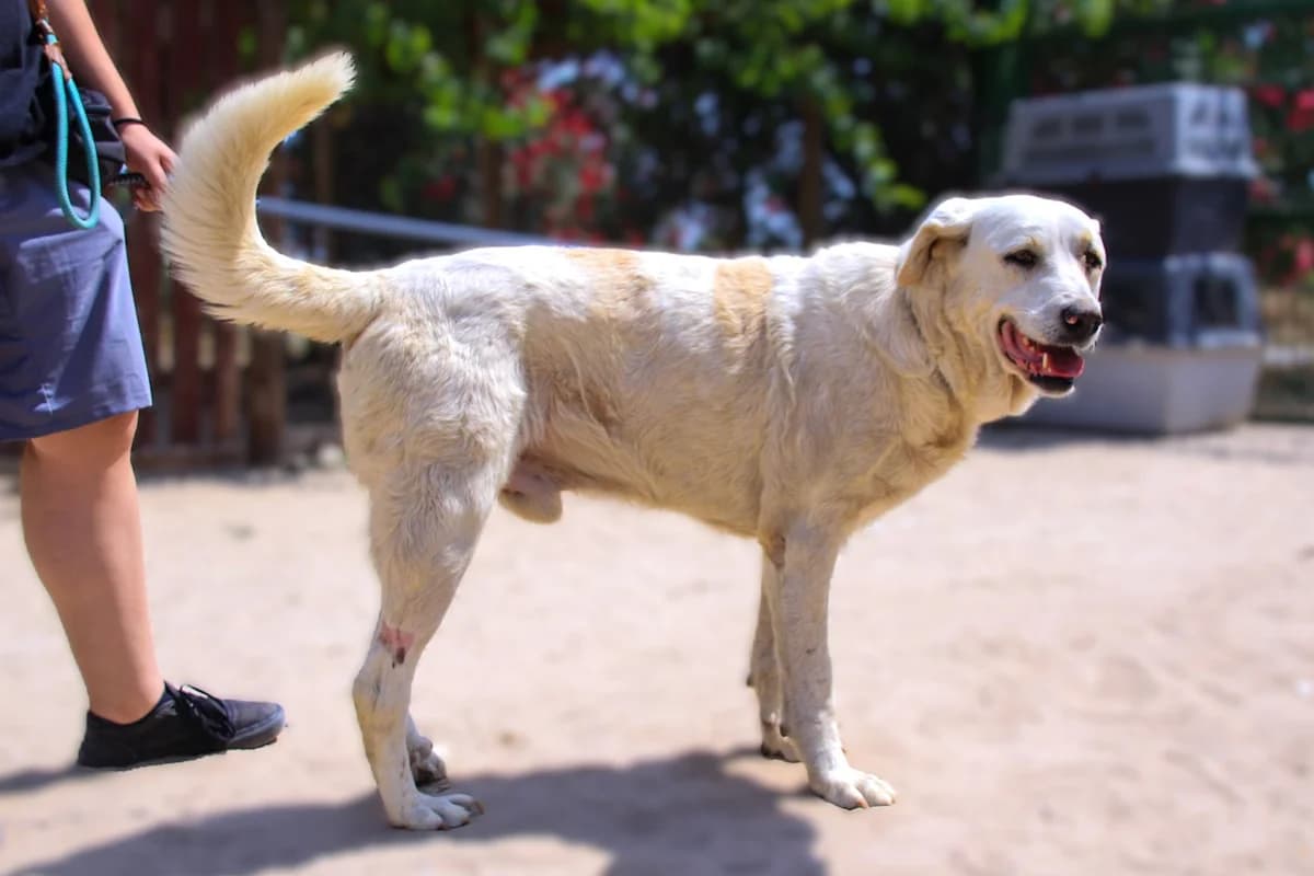 BONANÇA, Mixed Breed (O Cantinho da Milu)