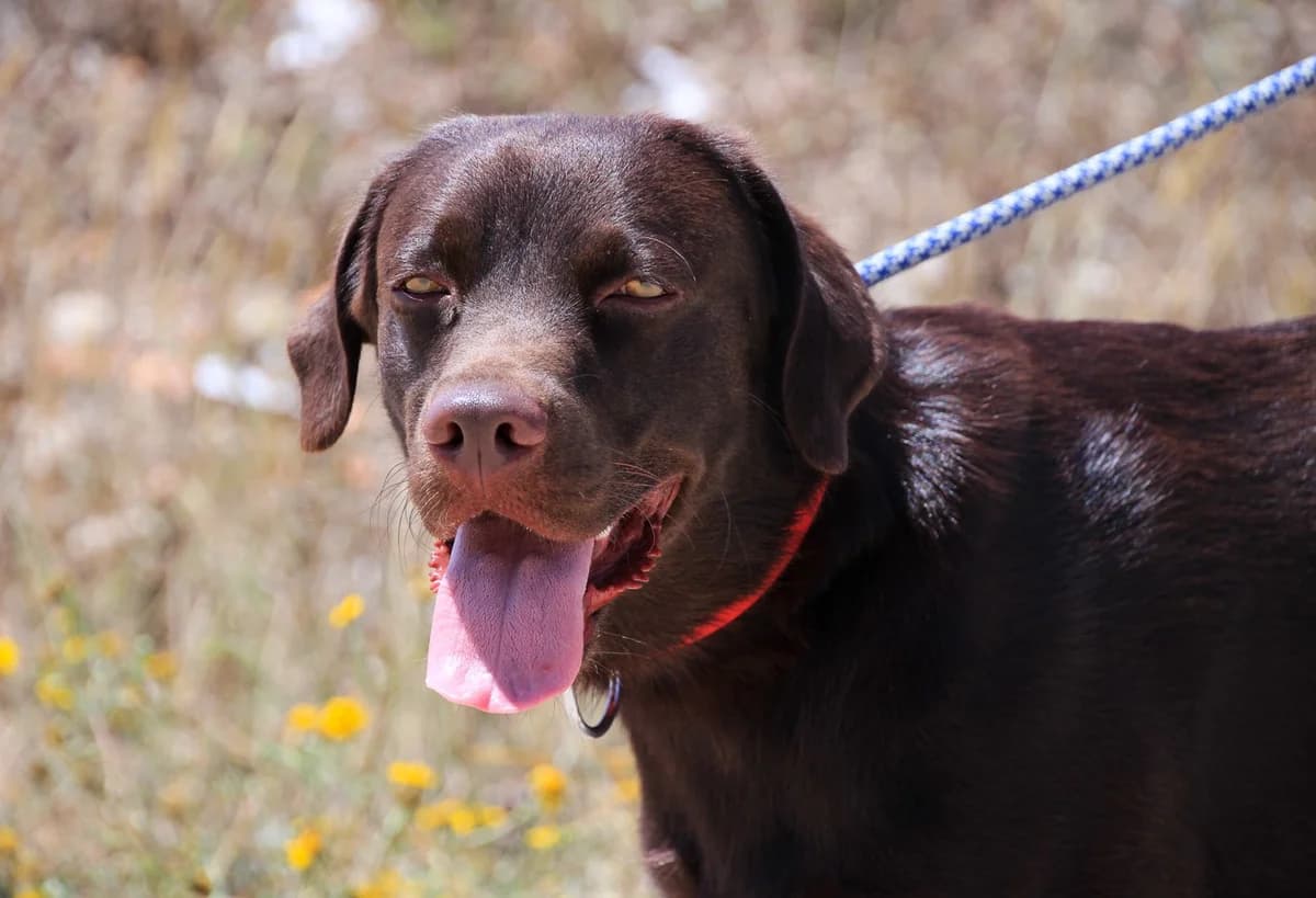 CACAU, Chocolate male 3yo Labrador Retriever for adoption at O Cantinho da Milu, Lisbon