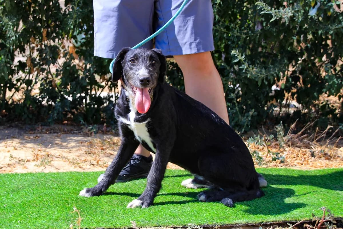 MORRI, Mixed Breed (O Cantinho da Milu)