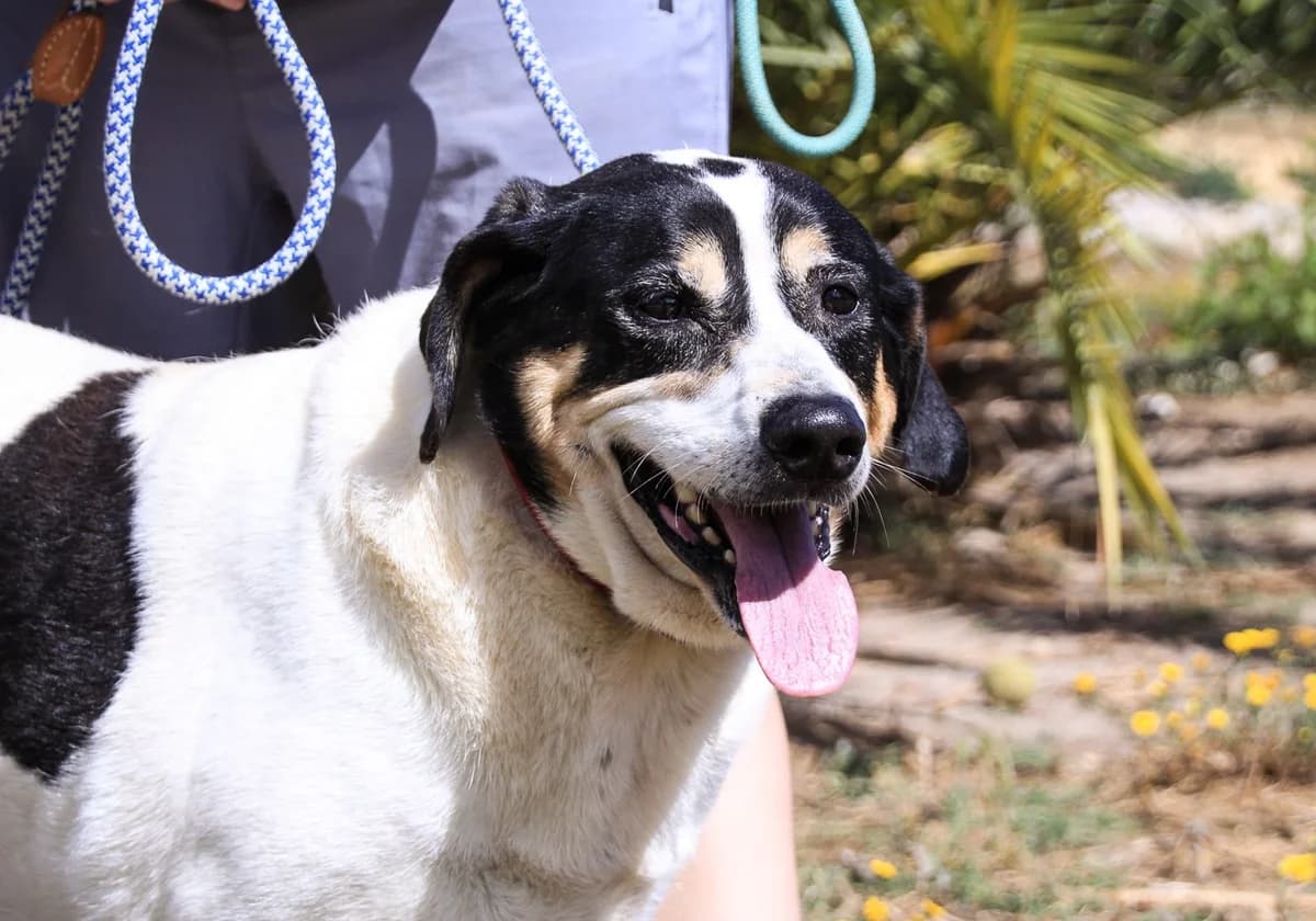 NUNO, Mixed Breed (O Cantinho da Milu)