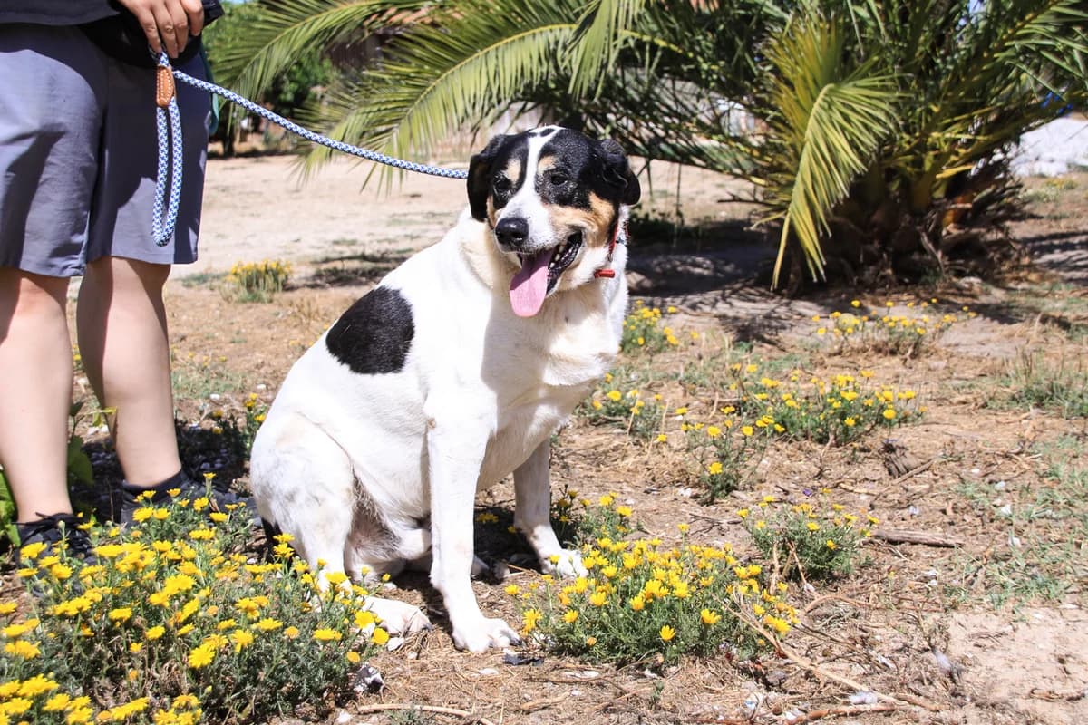 NUNO, Tricolor male senior Mixed Breed for adoption at O Cantinho da Milu, Lisbon
