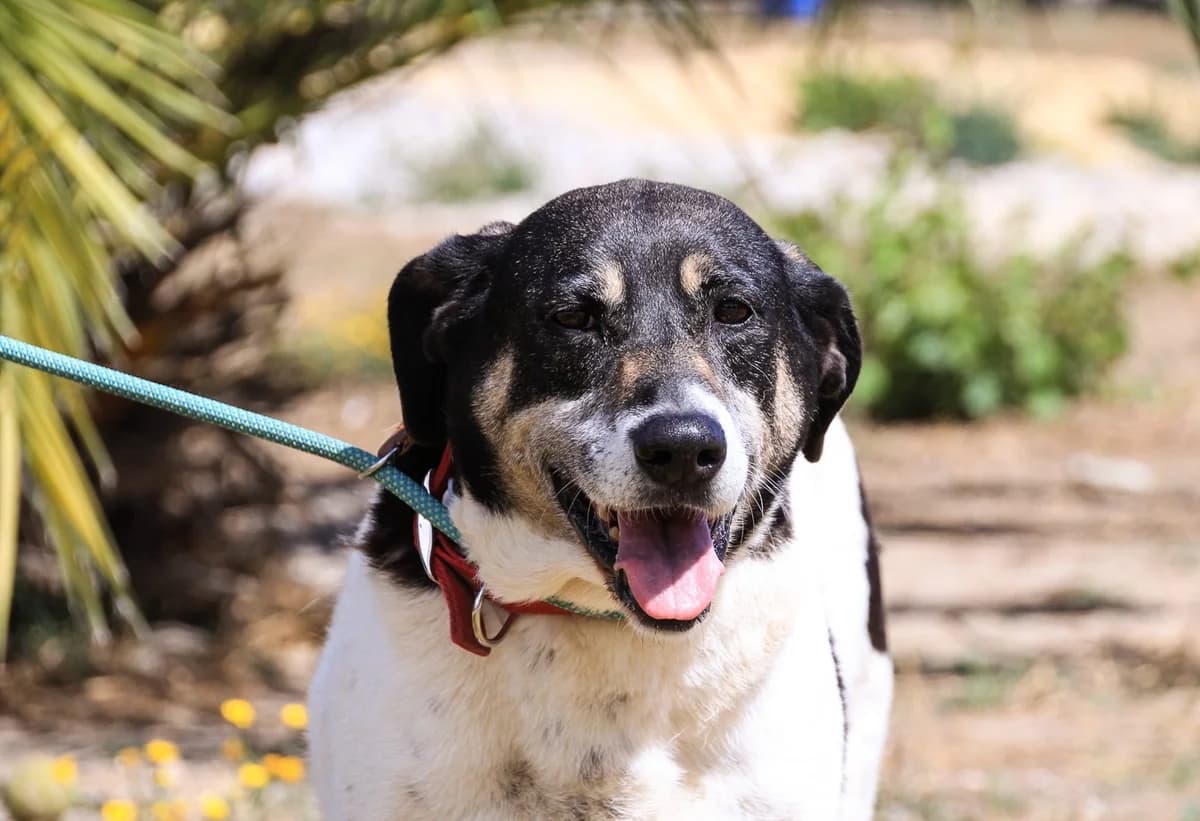 MAGGI, Mixed Breed (O Cantinho da Milu)
