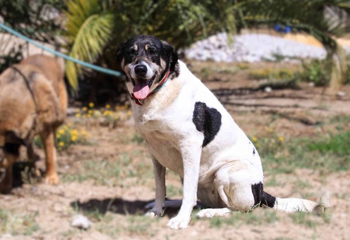MAGGI, Tricolor female senior Mixed Breed for adoption at O Cantinho da Milu, Lisbon