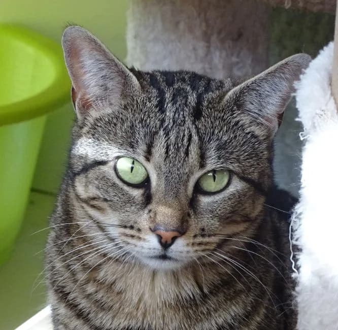 Milady, female Mixed Breed for adoption at Bianca APS