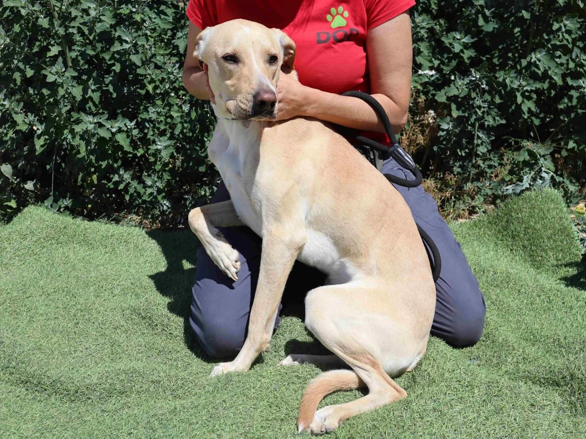 ERIK, Creme male 3yo Labrador Retriever for adoption at O Cantinho da Milu, Lisbon