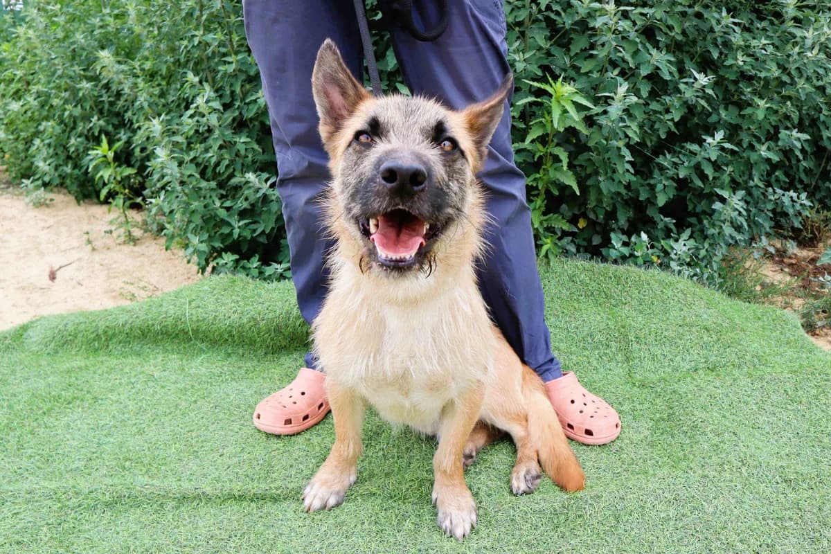 DONOVAN, Mixed Breed (O Cantinho da Milu)
