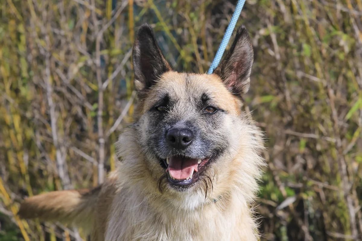 DONOVAN, Mel Dourado male 3yo Mixed Breed for adoption at O Cantinho da Milu, Lisbon