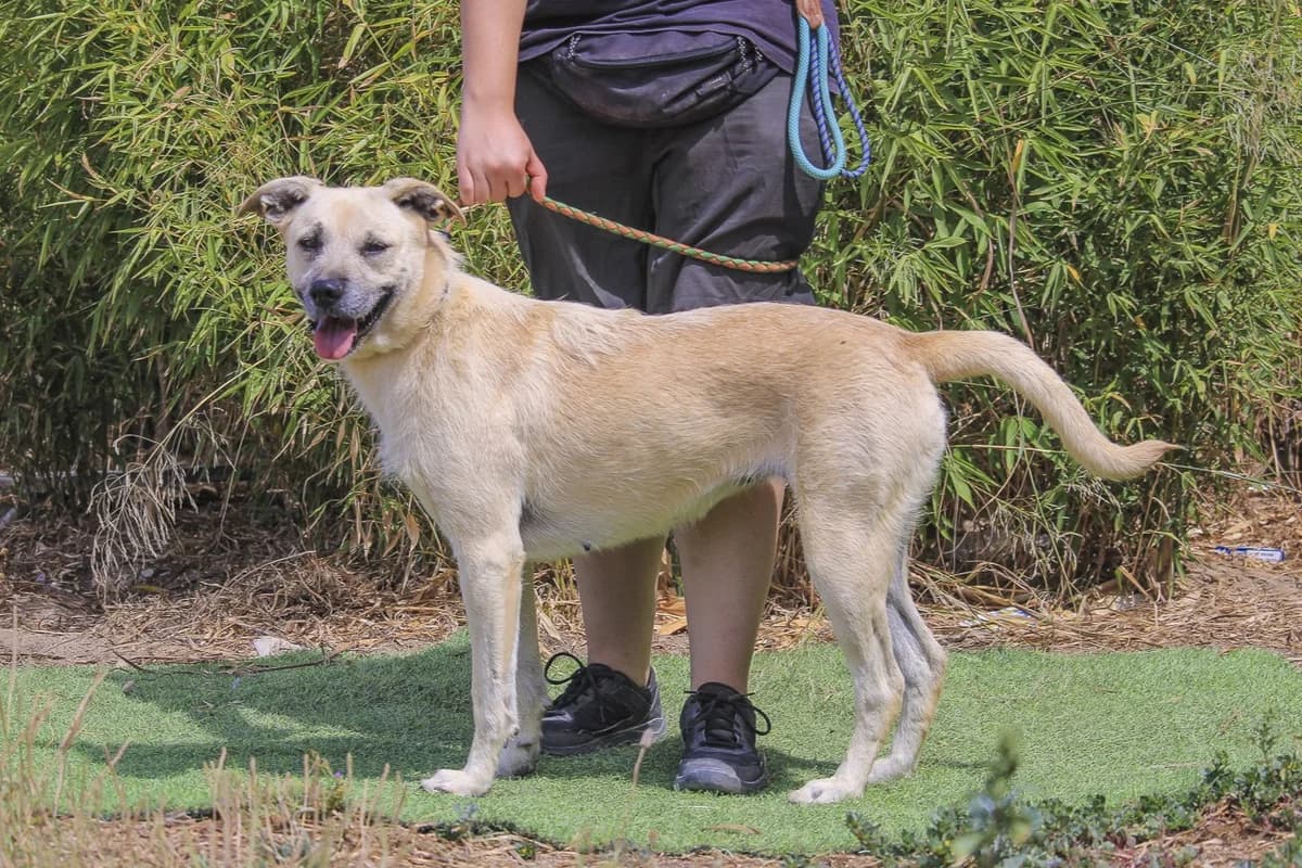 ASPEN, Mixed Breed (O Cantinho da Milu)