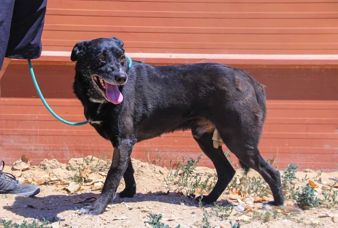 BENSON, Mixed Breed (O Cantinho da Milu)