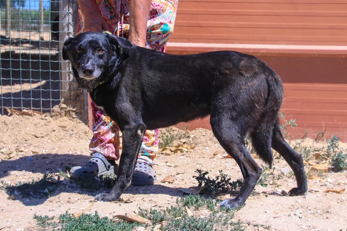 BENSON, Preto male senior Mixed Breed for adoption at O Cantinho da Milu, Lisbon