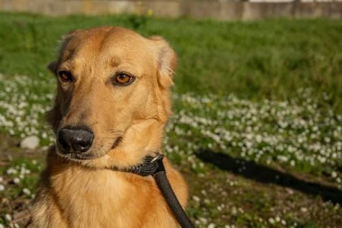 Femmy,  Mixed Breed for adoption at Bianca APS