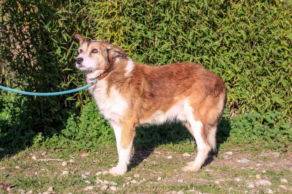 TIMI, Castanho e Branco male senior Mixed Breed for adoption at O Cantinho da Milu, Lisbon
