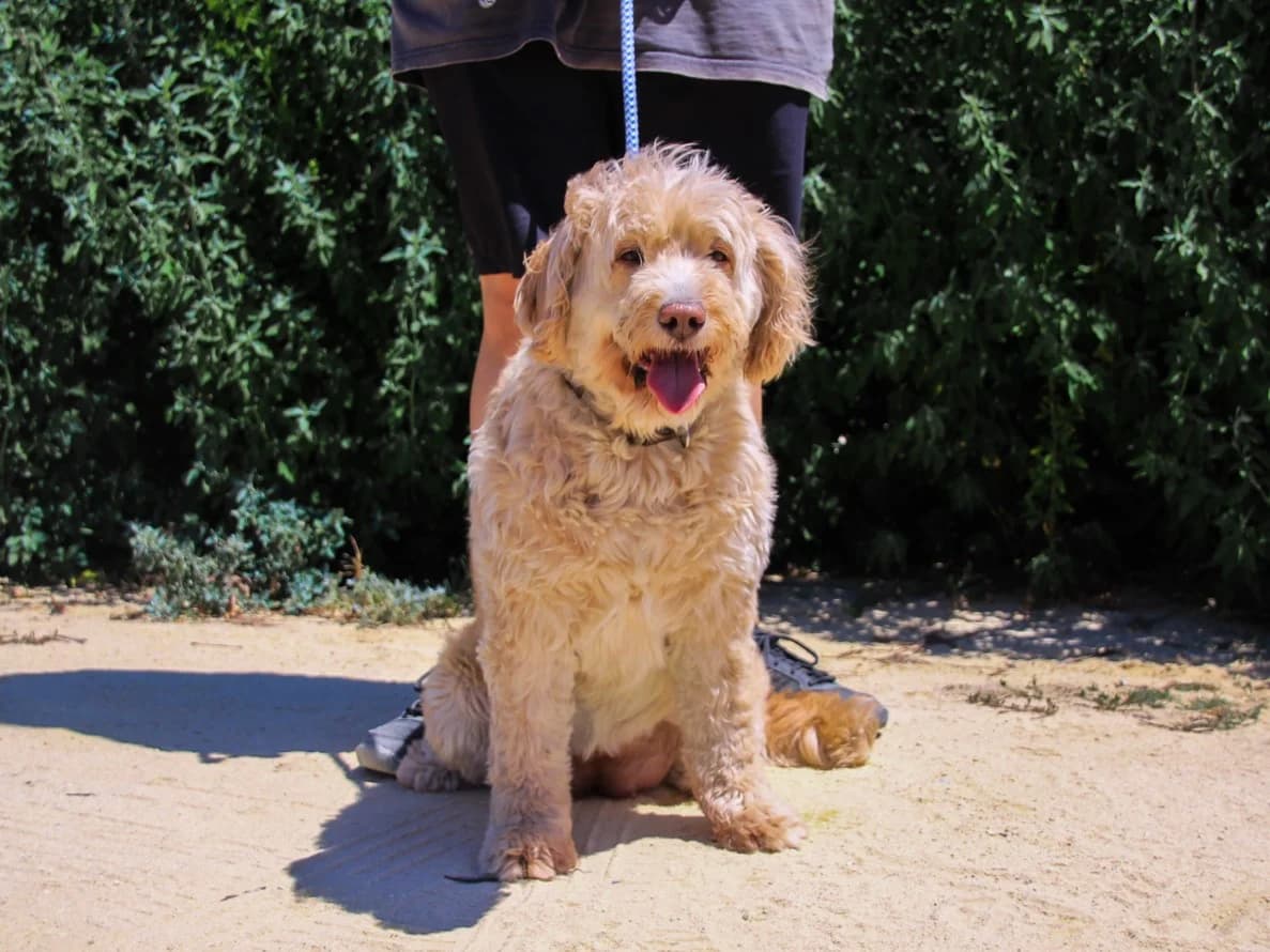 LAIKA, Creme female senior mixed breed for adoption at O Cantinho da Milu, Lisbon