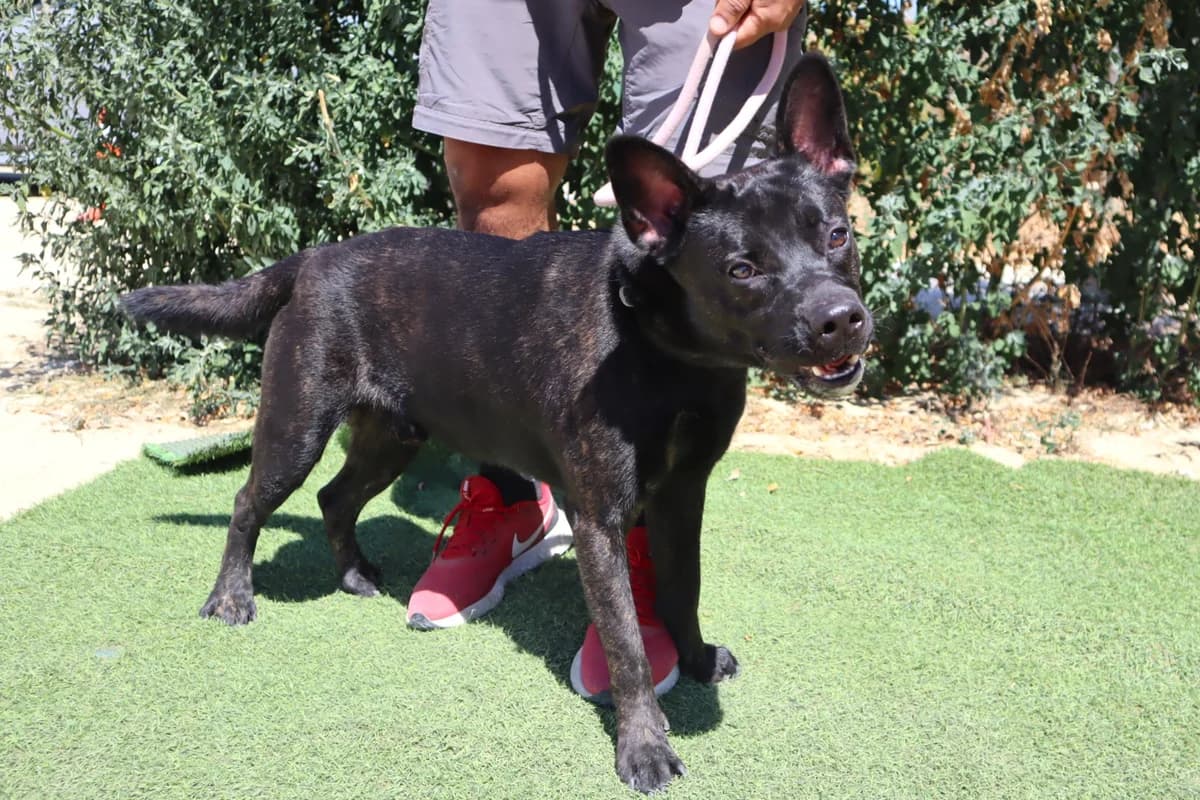 PABLO, Preto male 3yo Mixed Breed for adoption at O Cantinho da Milu, Lisbon