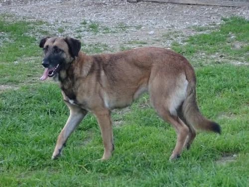 Filo, female Mixed Breed for adoption at Bianca APS