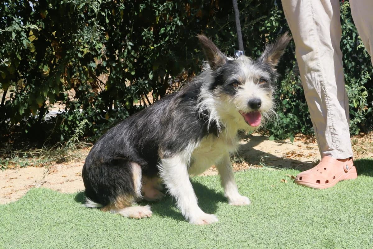 GONZO, Mixed Breed (O Cantinho da Milu)