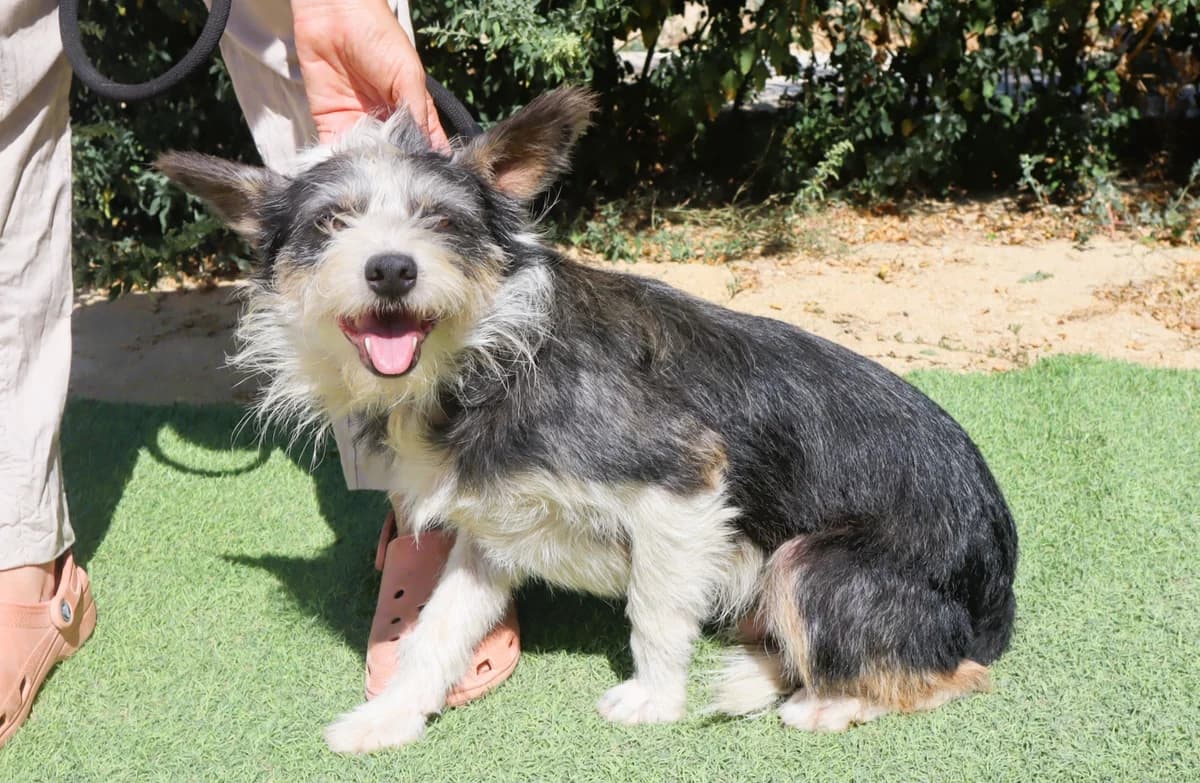 GONZO, Cinza e Branco male 5yo Mixed Breed for adoption at O Cantinho da Milu, Lisbon