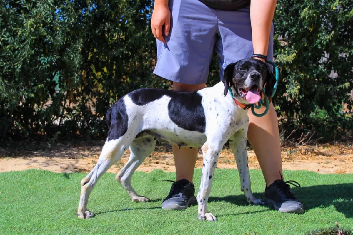 LIRA, Branco e Preto female senior mixed breed for adoption at O Cantinho da Milu, Lisbon