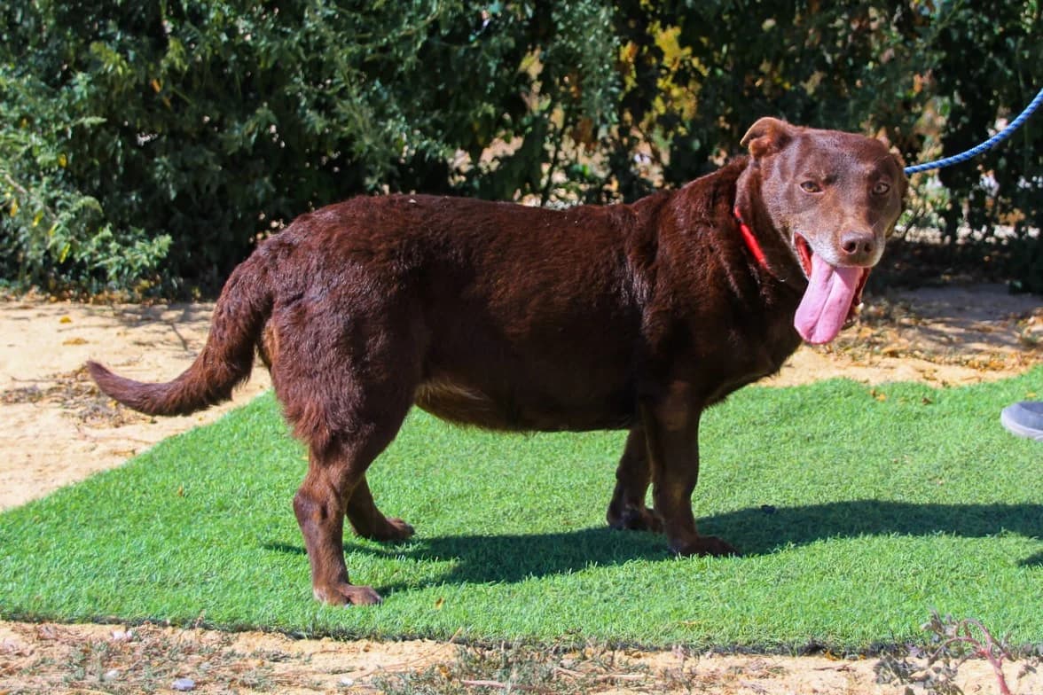 CONSTANÇA, Chocolate female senior Mixed Breed for adoption at O Cantinho da Milu, Lisbon
