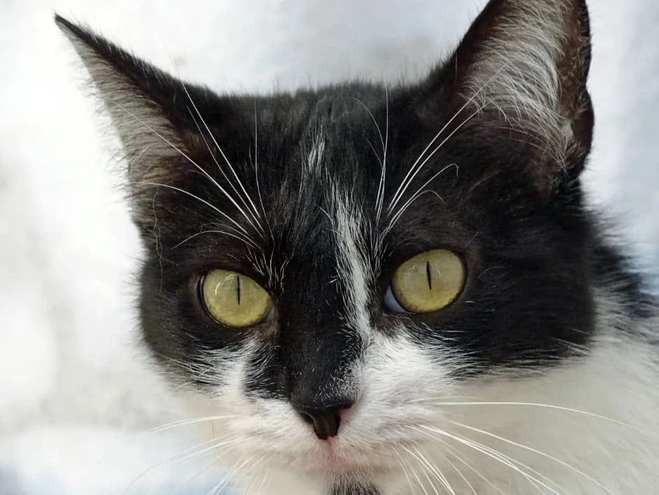Irina, female Mixed Breed for adoption at Bianca APS