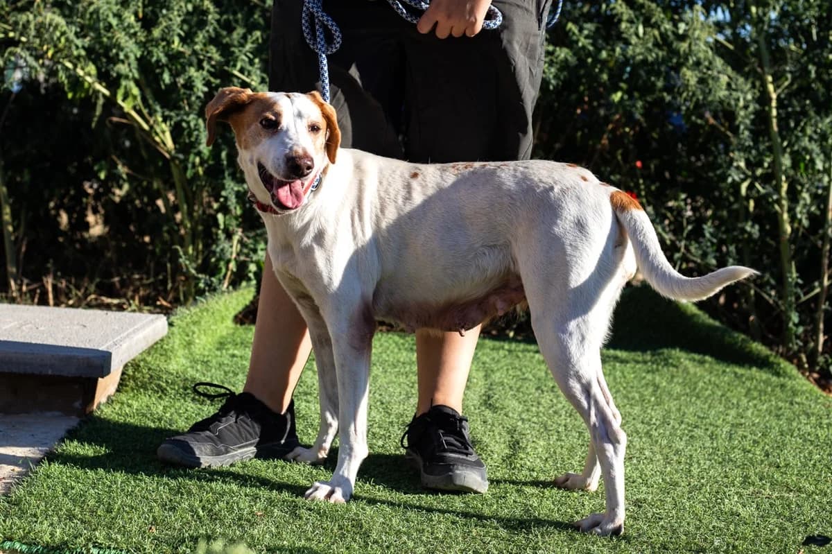 IVA, Mixed Breed (O Cantinho da Milu)