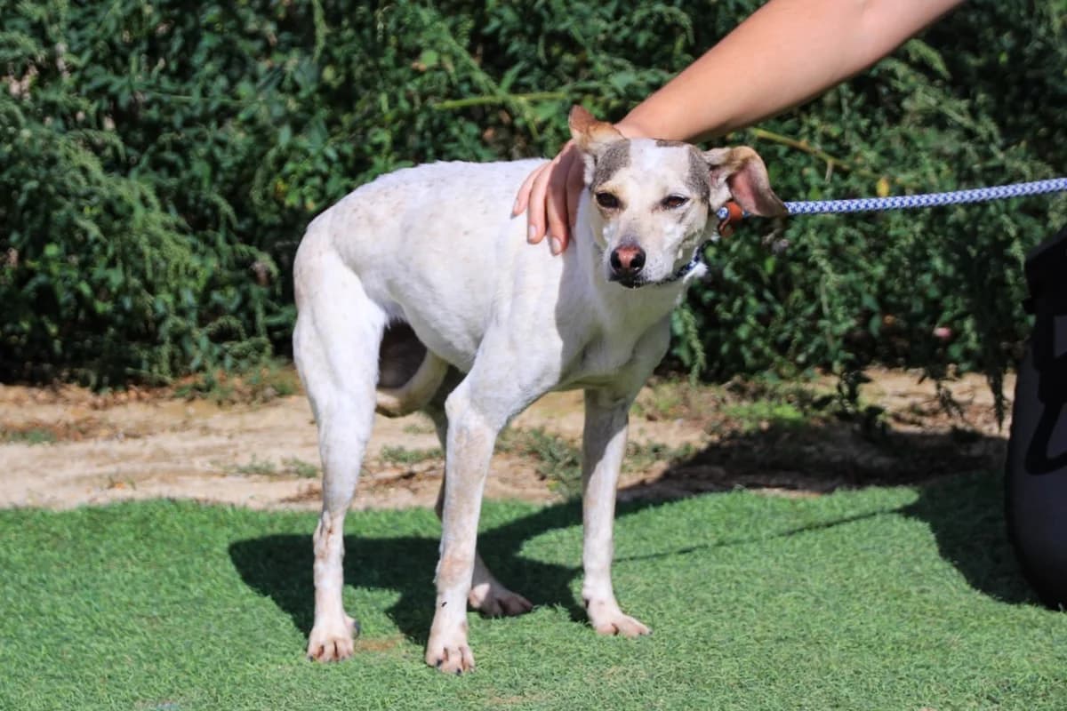 TRICIA, Branco female Mixed Breed for adoption at O Cantinho da Milu, Lisbon