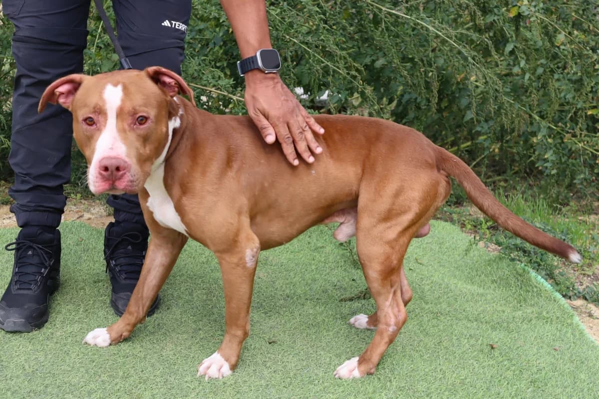 CLAUDE, Castanho e Branco male 3yo Pit Bull Terrier for adoption at O Cantinho da Milu, Lisbon