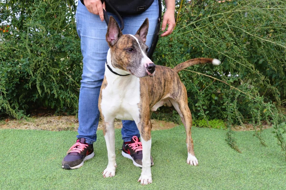 MAXIMILIAN, Castanho e Branco male 4yo Bull Terrier for adoption at O Cantinho da Milu, Lisbon