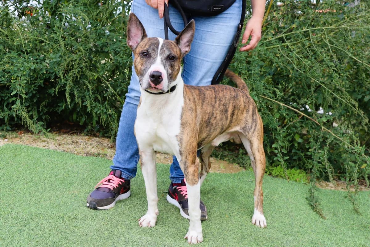MAXIMILIAN, Castanho e Branco male 4yo Bull Terrier for adoption at O Cantinho da Milu, Lisbon