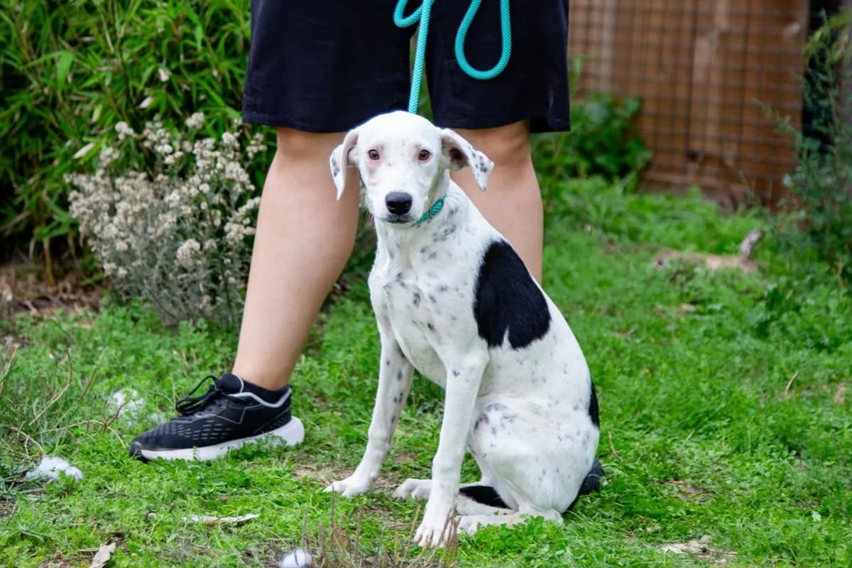 SOFIA, Mixed Breed (O Cantinho da Milu)