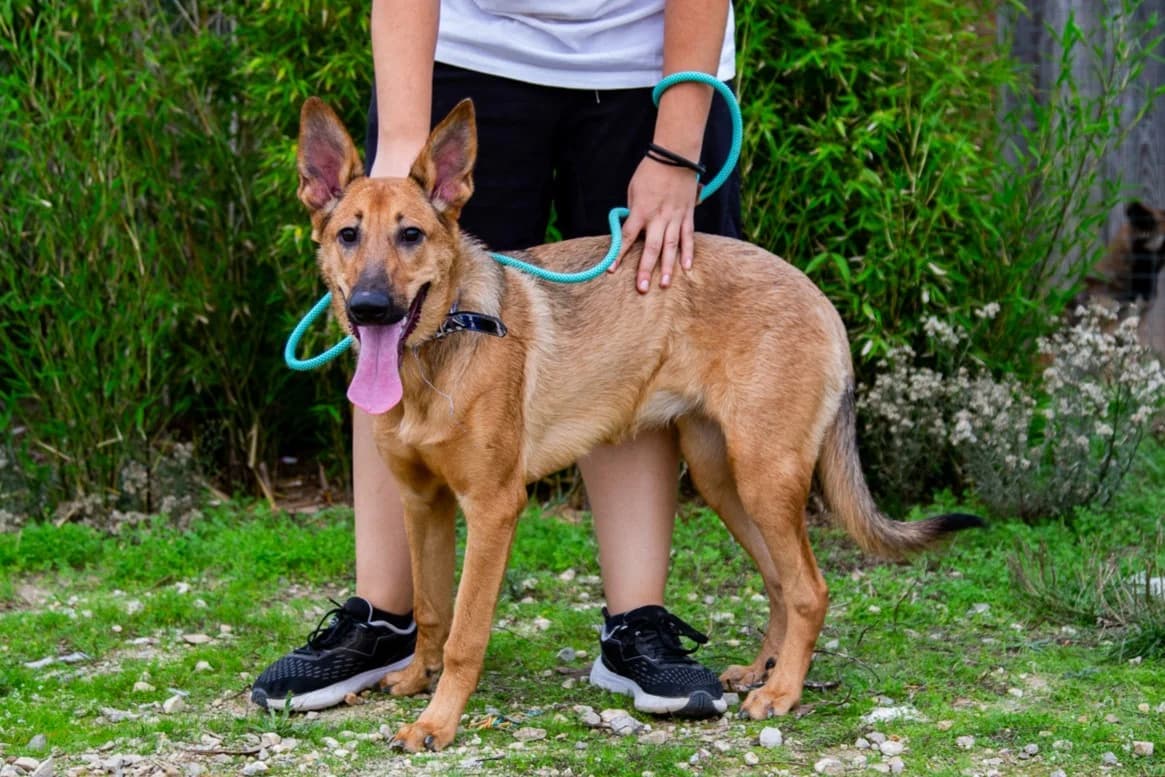 SMARTIE, Castanho female young Mixed Breed for adoption at O Cantinho da Milu, Lisbon