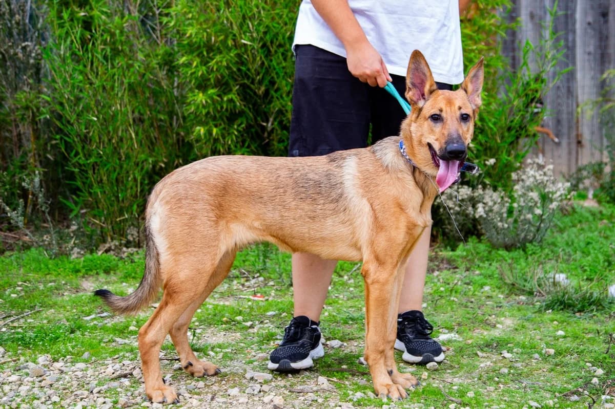 SMARTIE, Castanho female young Mixed Breed for adoption at O Cantinho da Milu, Lisbon