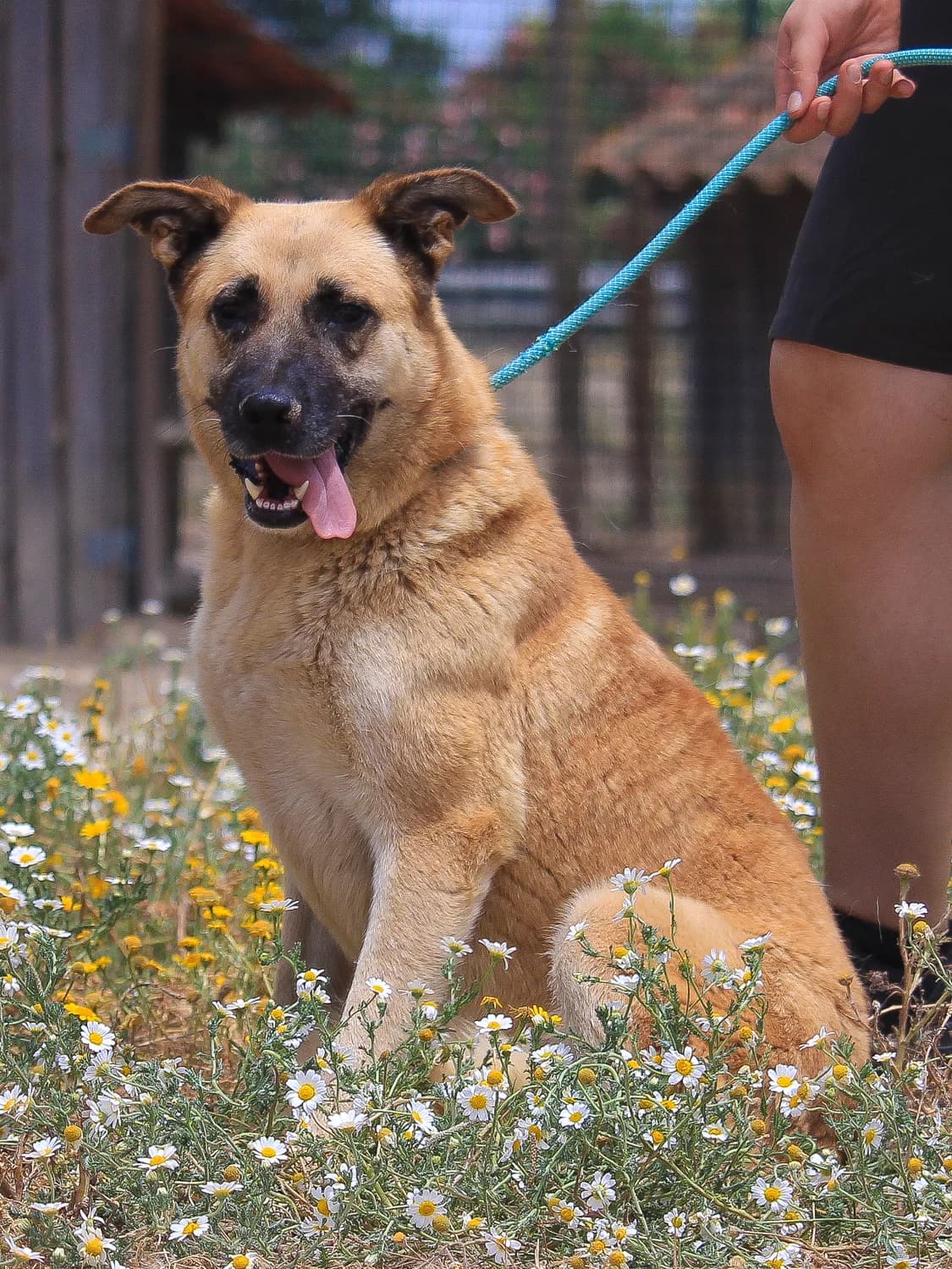 YARA, Mixed Breed (O Cantinho da Milu)