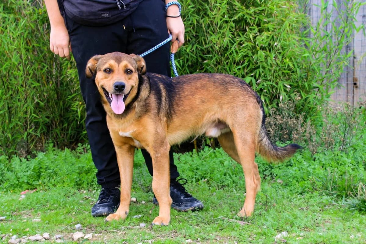PEPE, Castanho male young Mixed Breed for adoption at O Cantinho da Milu, Lisbon
