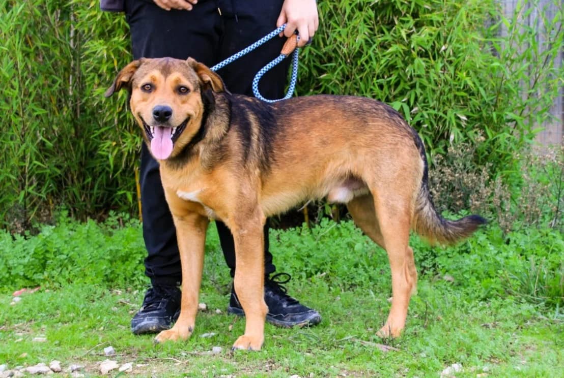 PEPE, Castanho male young Mixed Breed for adoption at O Cantinho da Milu, Lisbon