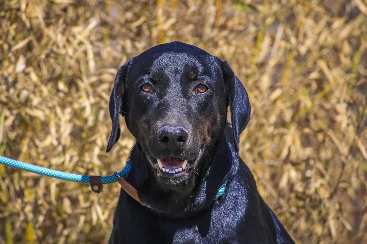 STACY, Preto female 6yo Mixed Breed for adoption at O Cantinho da Milu, Lisbon