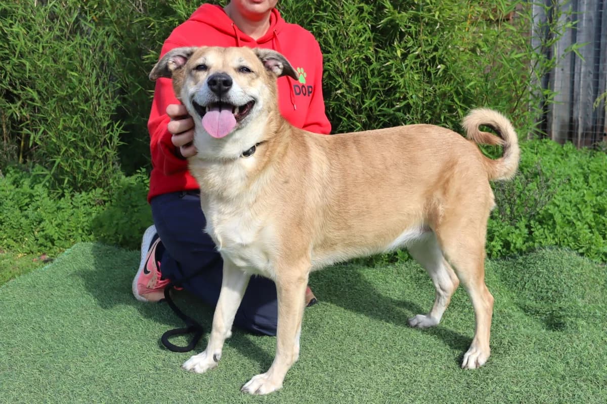 KIZA, Mixed Breed (O Cantinho da Milu)