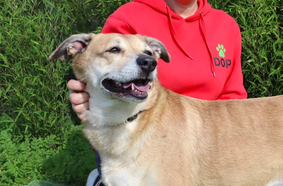 KIZA, Creme female 7yo Mixed Breed for adoption at O Cantinho da Milu, Lisbon