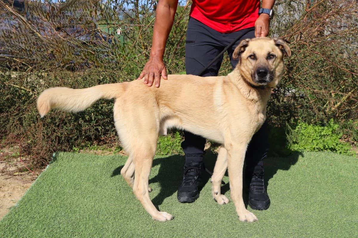 EARL, Mixed Breed (O Cantinho da Milu)