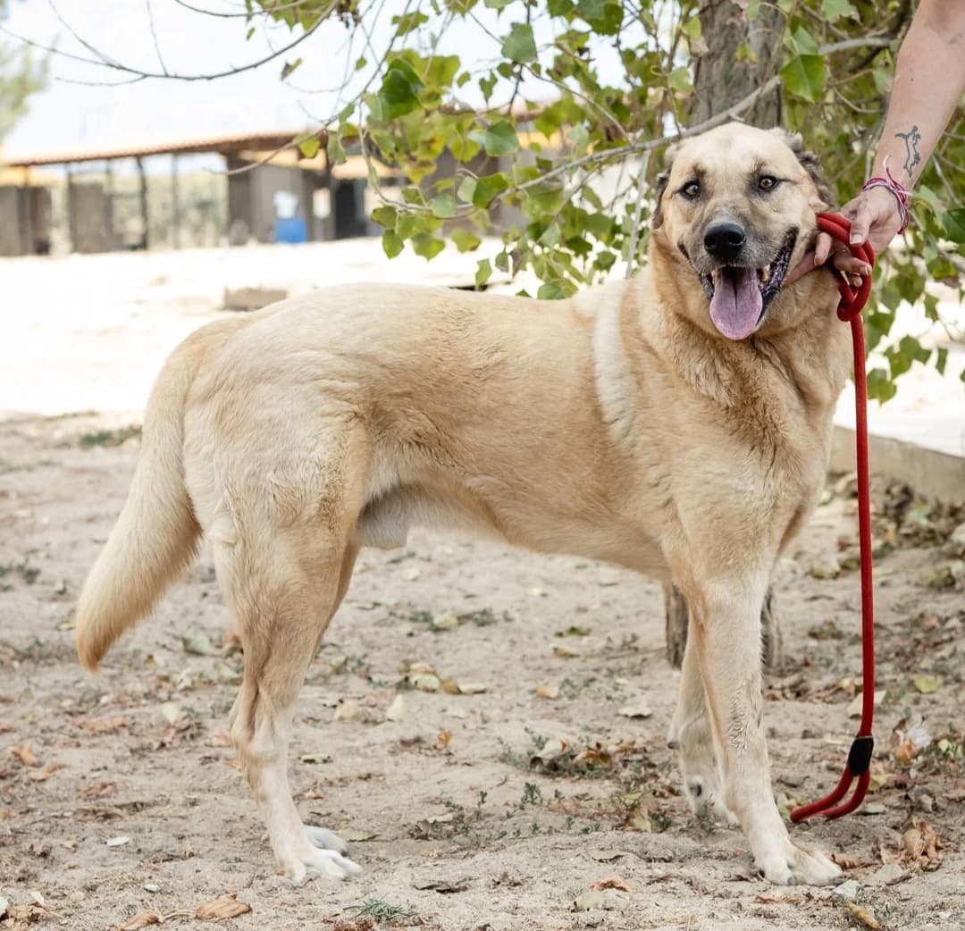 EARL, Creme male senior Mixed Breed for adoption at O Cantinho da Milu, Lisbon