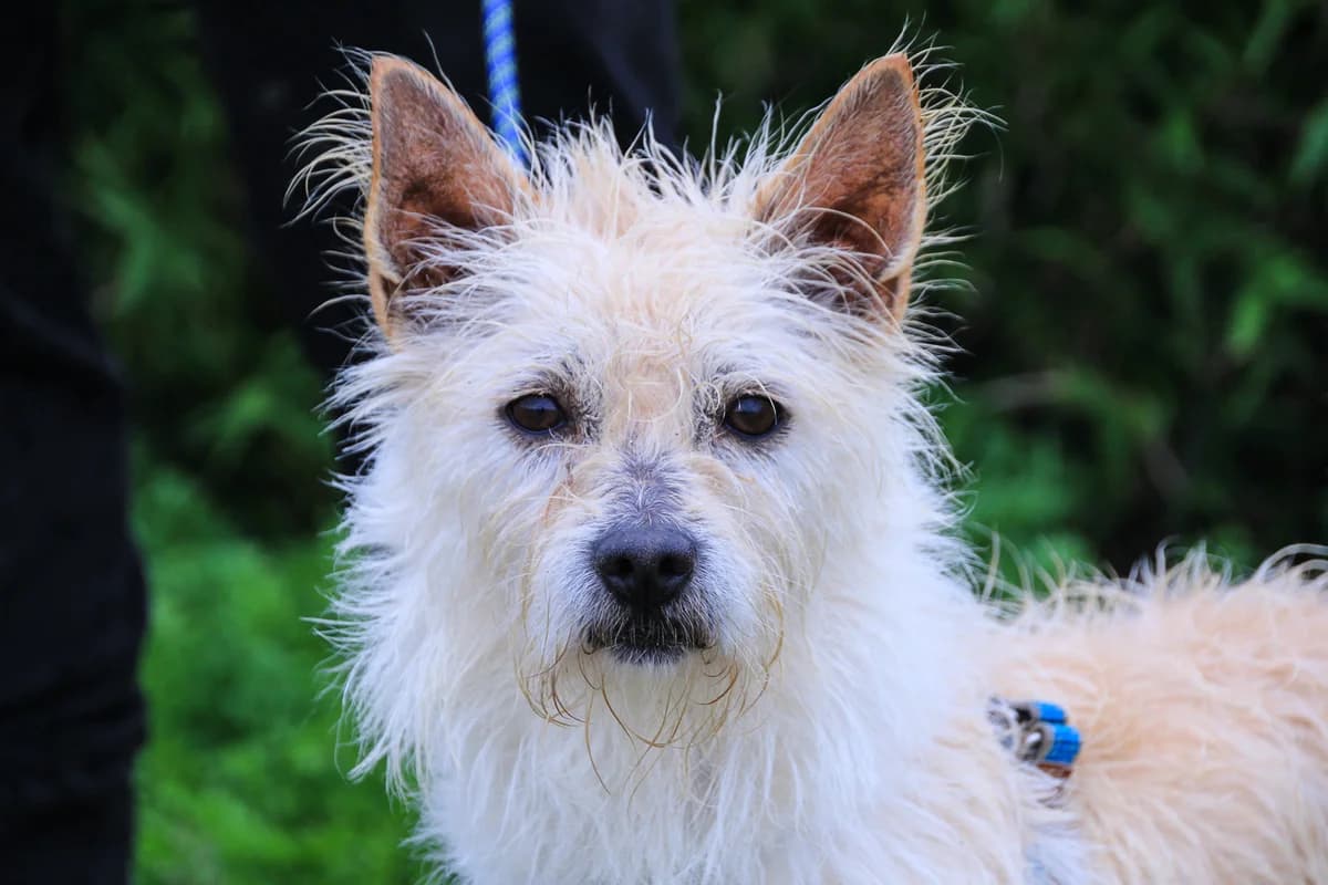 AFONSO, Mixed Breed (O Cantinho da Milu)