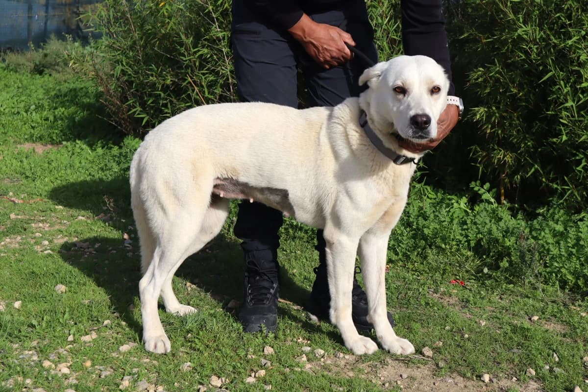 SNOW, Branco female 5yo Labrador Retriever for adoption at O Cantinho da Milu, Lisbon