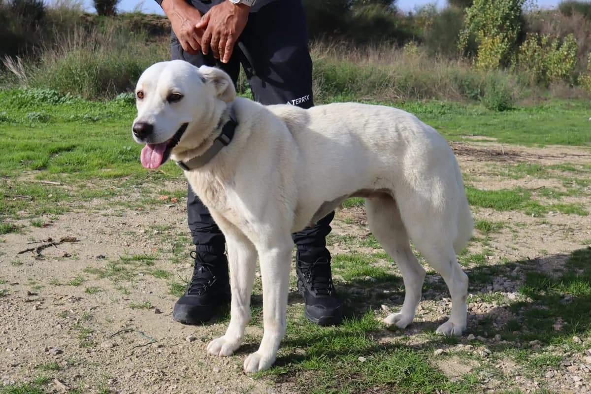SNOW, Branco female 5yo Labrador Retriever for adoption at O Cantinho da Milu, Lisbon