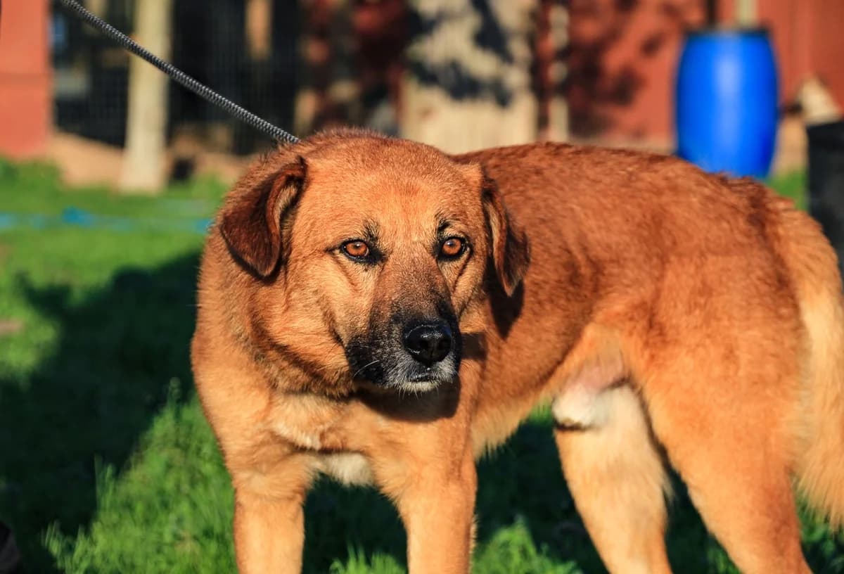 JOE, Castanho male 4yo Mixed Breed for adoption at O Cantinho da Milu, Lisbon