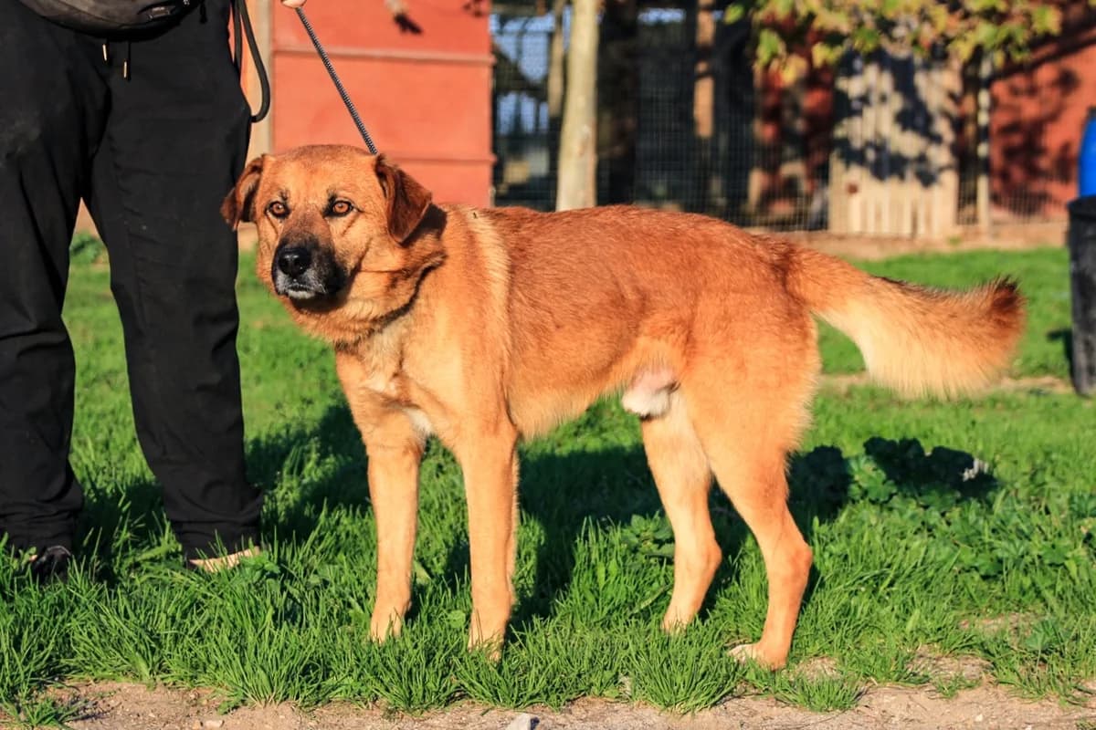 JOE, Castanho male 4yo Mixed Breed for adoption at O Cantinho da Milu, Lisbon