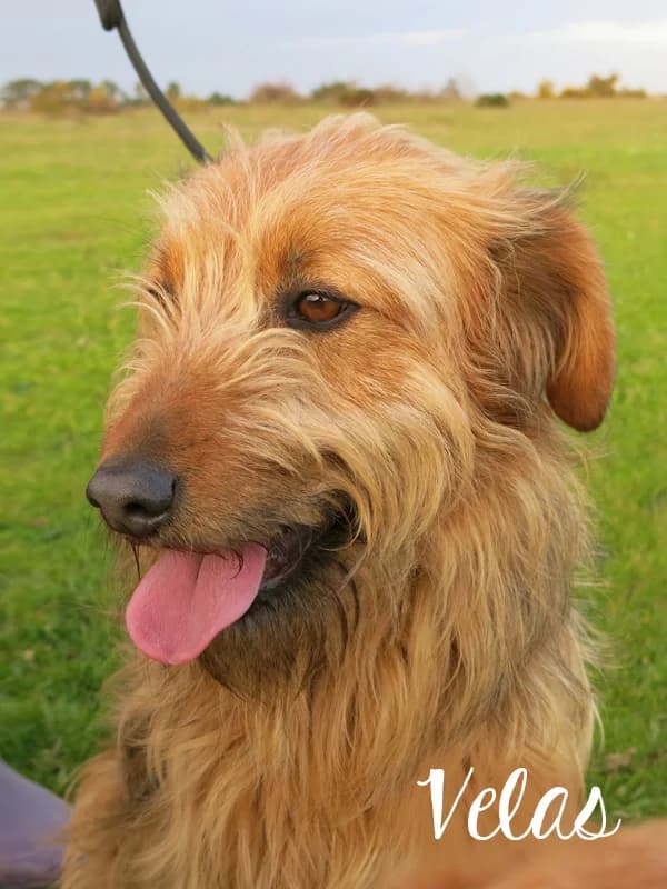 VELAS, male senior Mixed Breed for adoption at O Cantinho da Milu, Lisbon
