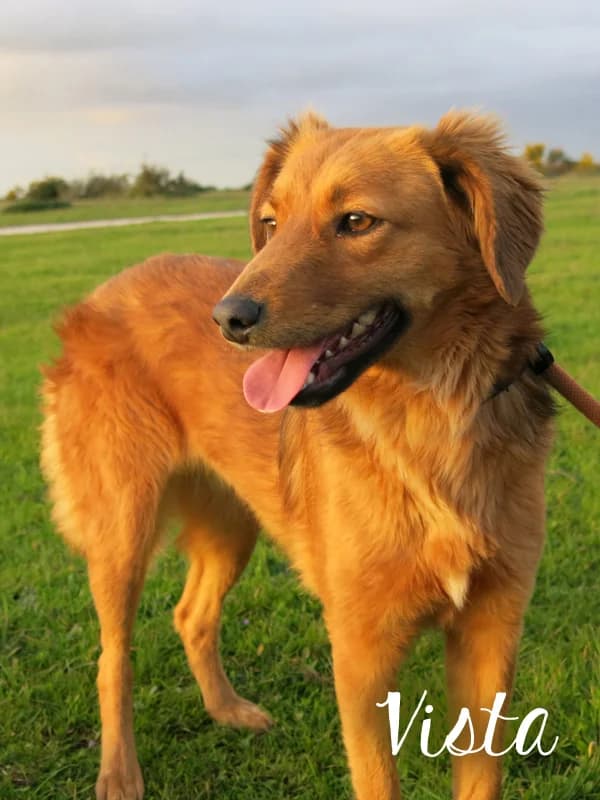 VISTA, Mixed Breed (O Cantinho da Milu)